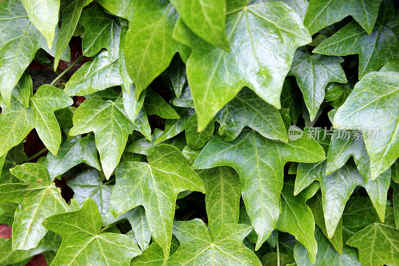 光滑的绿色英国常青藤叶子背景图像(hedera helix)